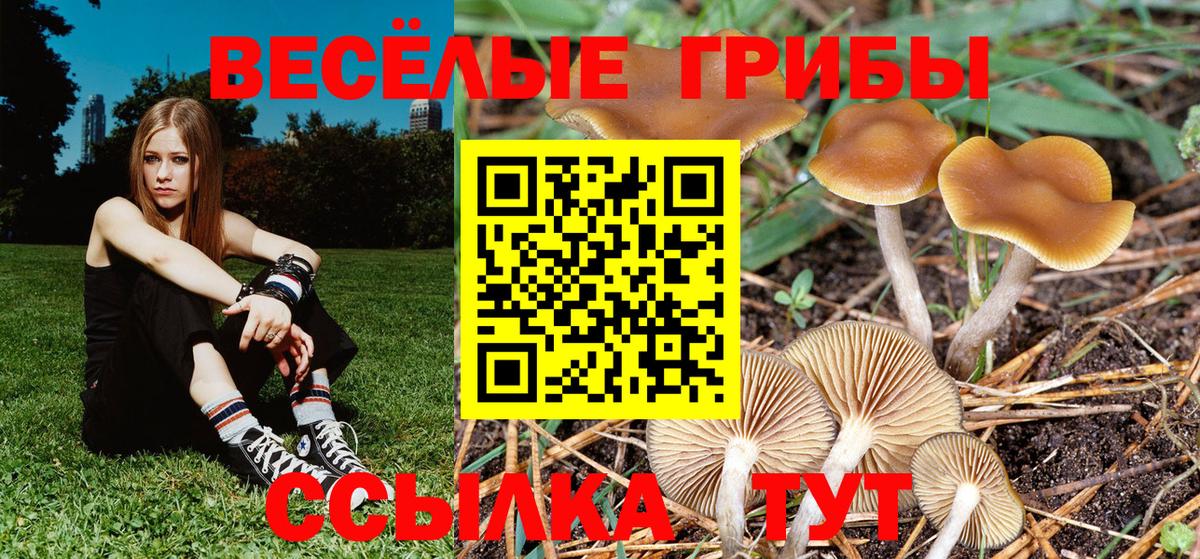 Псилоцибиновые грибы мицелий  Вход с VPN  Михайловск  Псилоцибиновые грибы прущие грибы 